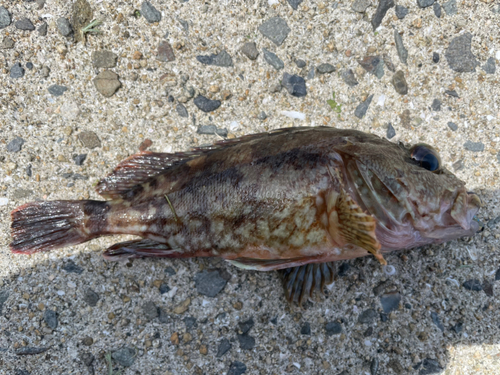 カサゴの釣果