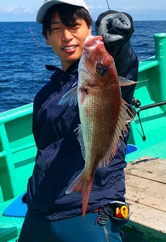 マダイの釣果