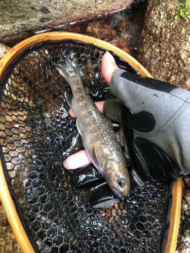 イワナの釣果