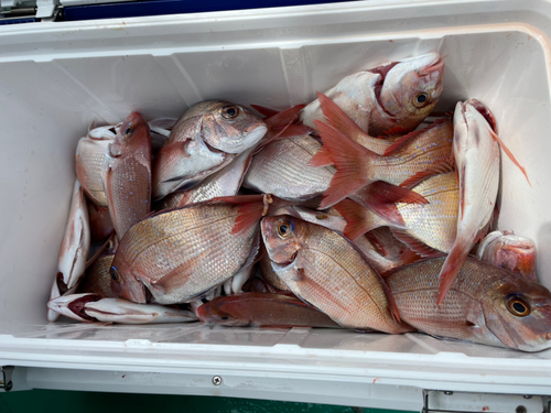 マダイの釣果