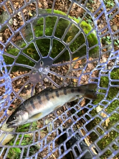 アマゴの釣果