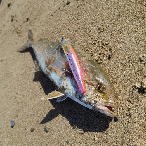 ショゴの釣果