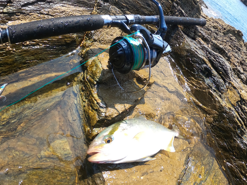 ネリゴの釣果