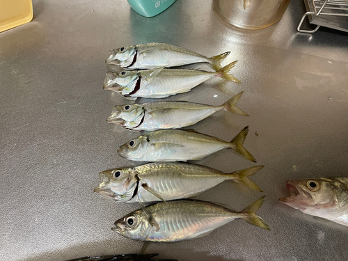 アジの釣果