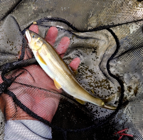 アユの釣果