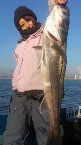 スズキの釣果