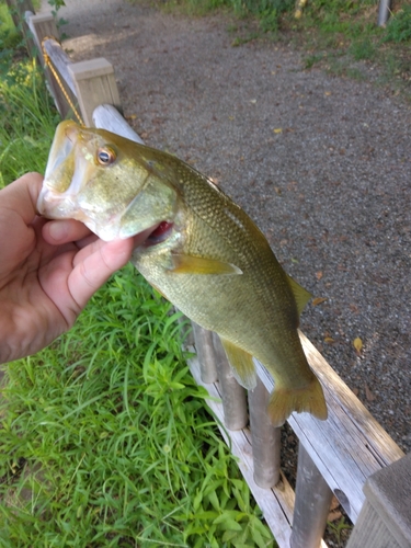 ブラックバスの釣果