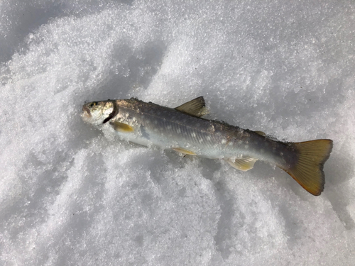 アメマスの釣果