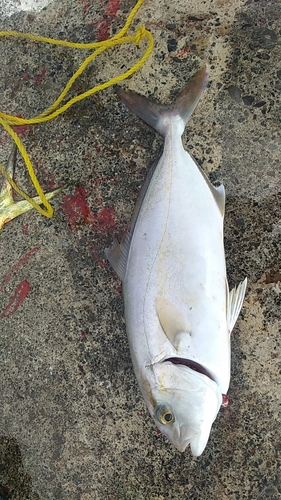 ショゴの釣果