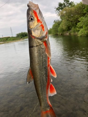 ウグイの釣果