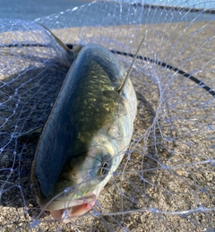 ボラの釣果