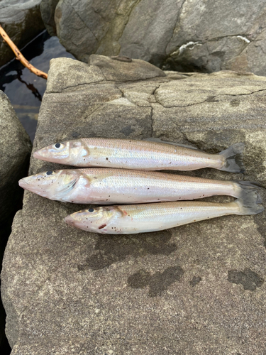 キスの釣果