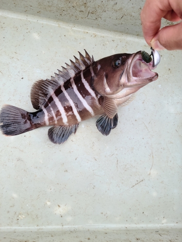 マハタの釣果