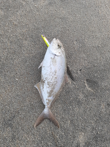 ショゴの釣果