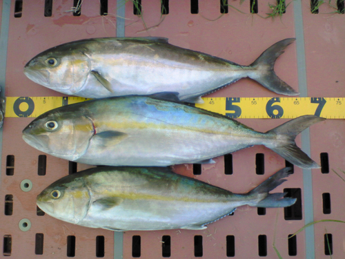 カンパチの釣果