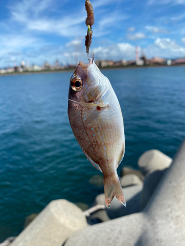 チャリコの釣果