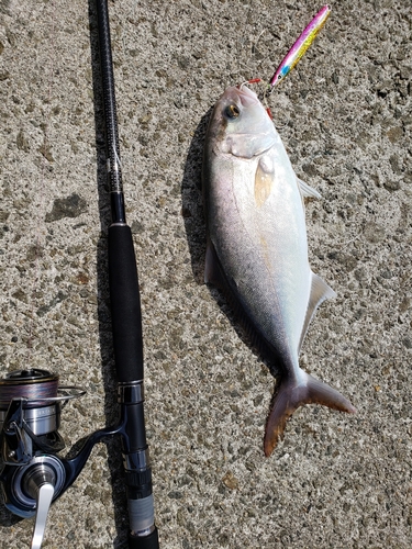 カンパチの釣果