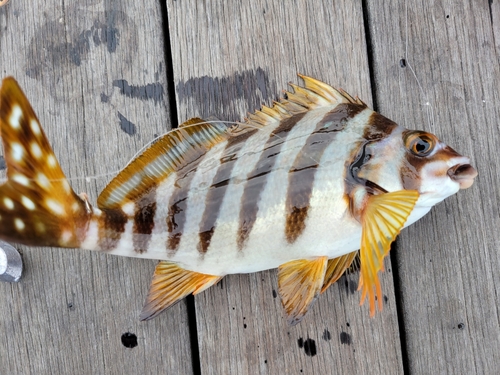 タカノハダイの釣果