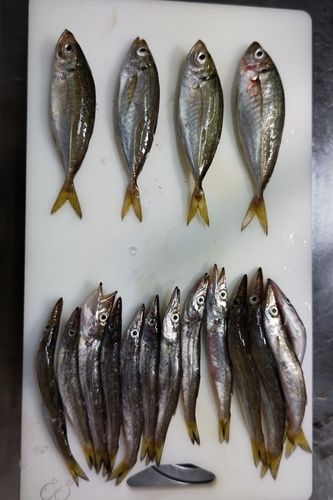 アジの釣果