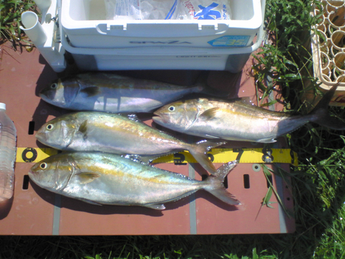 カンパチの釣果