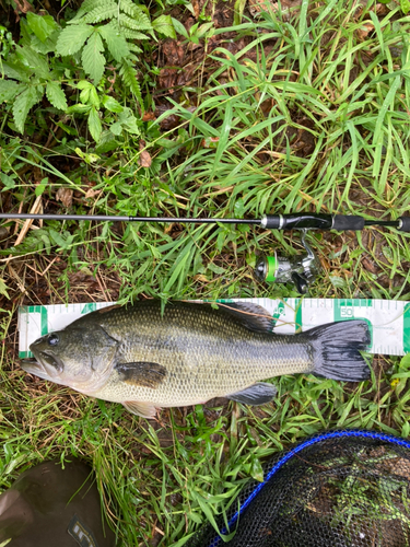 ブラックバスの釣果