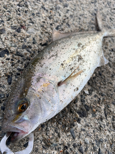 ショゴの釣果