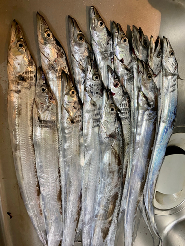 タチウオの釣果