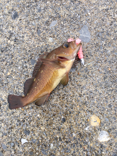 エゾメバルの釣果