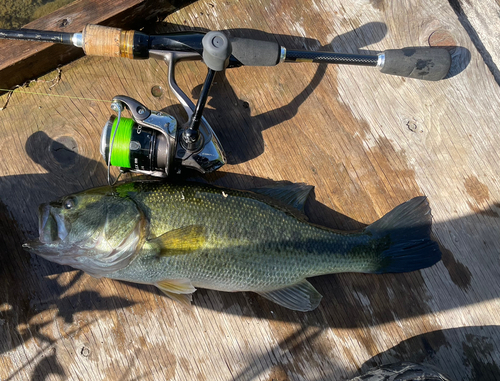 ブラックバスの釣果