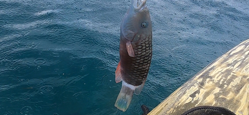 ミツバモチノウオの釣果