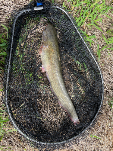 マナマズの釣果