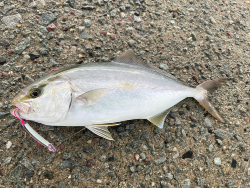 ショゴの釣果