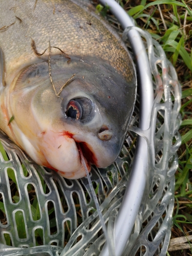 コロソマの釣果