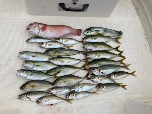 ツバスの釣果