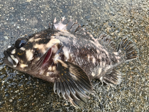 オウゴンムラソイの釣果