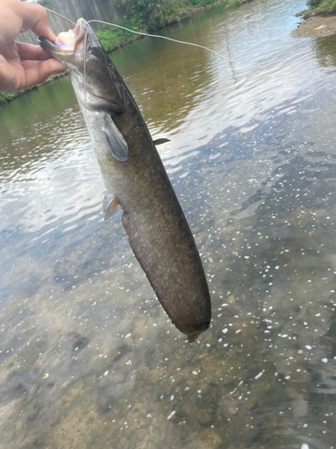 ナマズの釣果