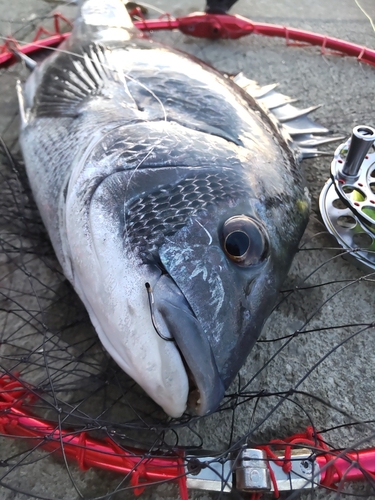 チヌの釣果