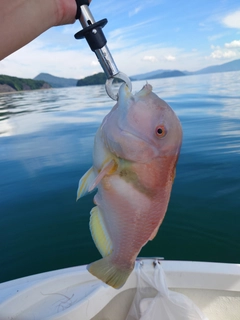 イラの釣果