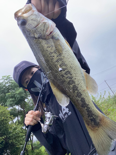 ブラックバスの釣果