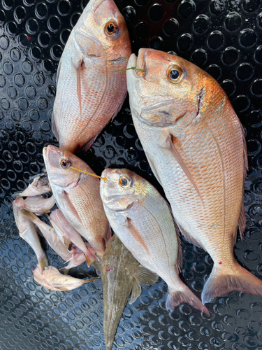 マダイの釣果