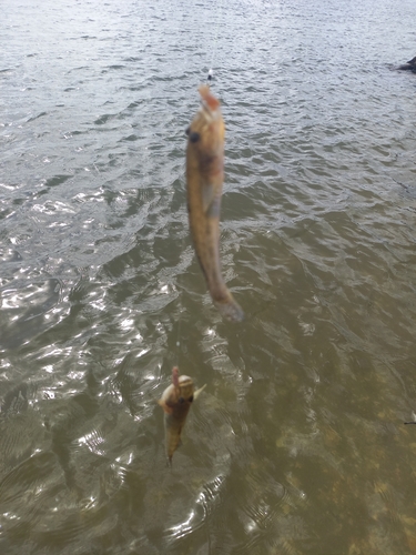 マハゼの釣果