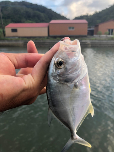 メッキの釣果