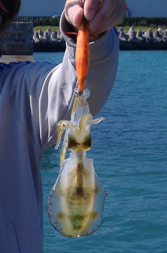 アオリイカの釣果