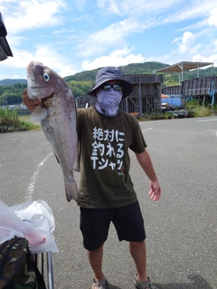 コロダイの釣果