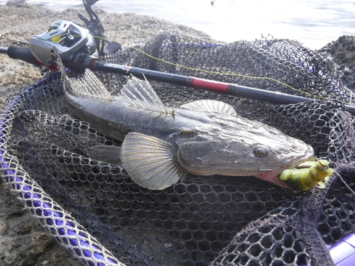 マゴチの釣果