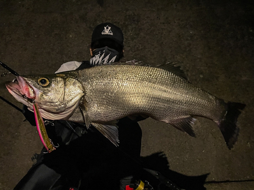 ヒラスズキの釣果