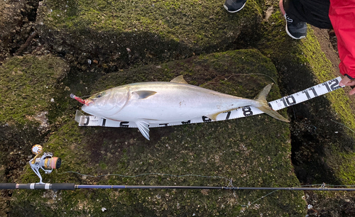 ブリの釣果