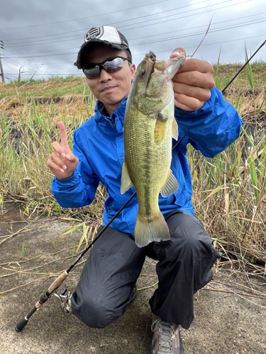 ラージマウスバスの釣果