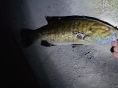 スモールマウスバスの釣果