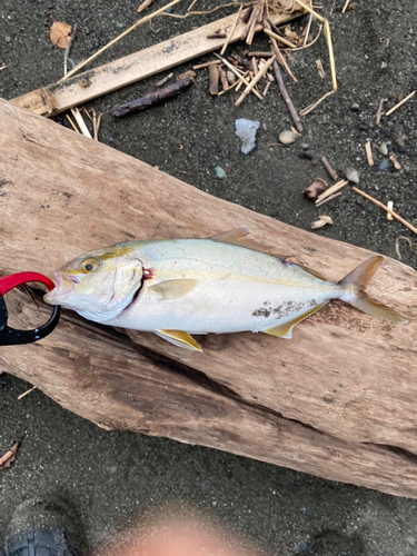 ショゴの釣果